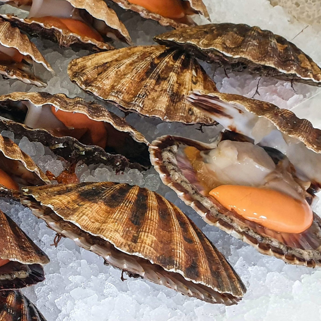 Scallops delivery seafood