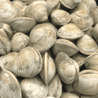 Feast of the Seven Fishes