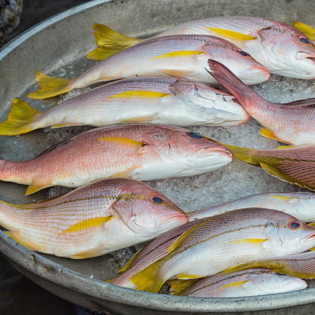 Snapper - Whole Fish