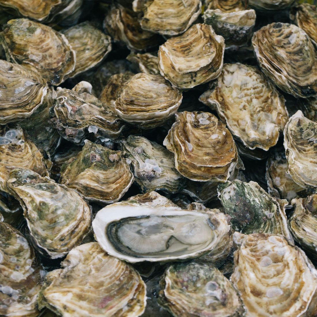 Catered & Delivered - Oysters - Various (On the Half Shell)