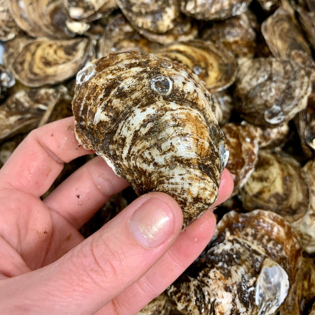 Catered & Delivered - Oysters - Black Magic (On the Half Shell)