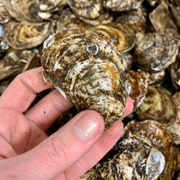 Catered & Delivered - Oysters - Black Magic (On the Half Shell)