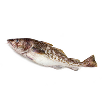Cod fresh fish delivery