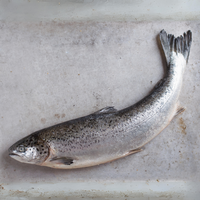 salmon sushi-grade delivery fish