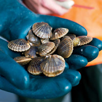 bay scallops delivery seafood