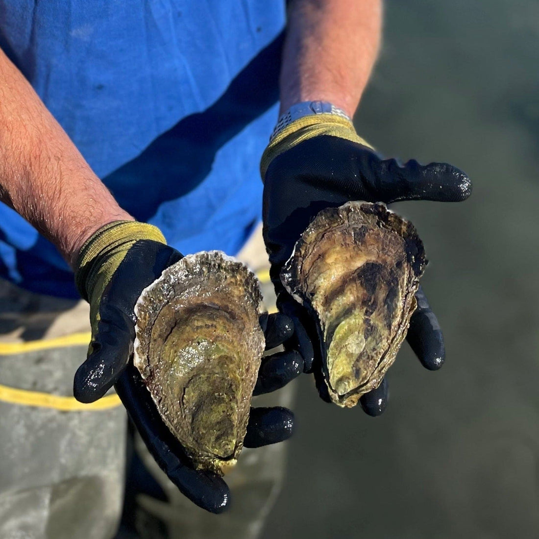 Oysters seafood delivery
