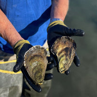 Oysters seafood delivery