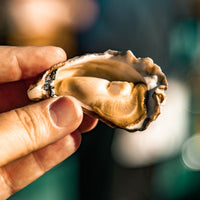 Oysters - Shucked (in Brine/Liquid)