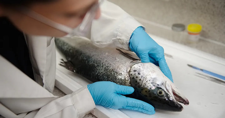 New England Freshness, Svenfish Promise! | Svenfish