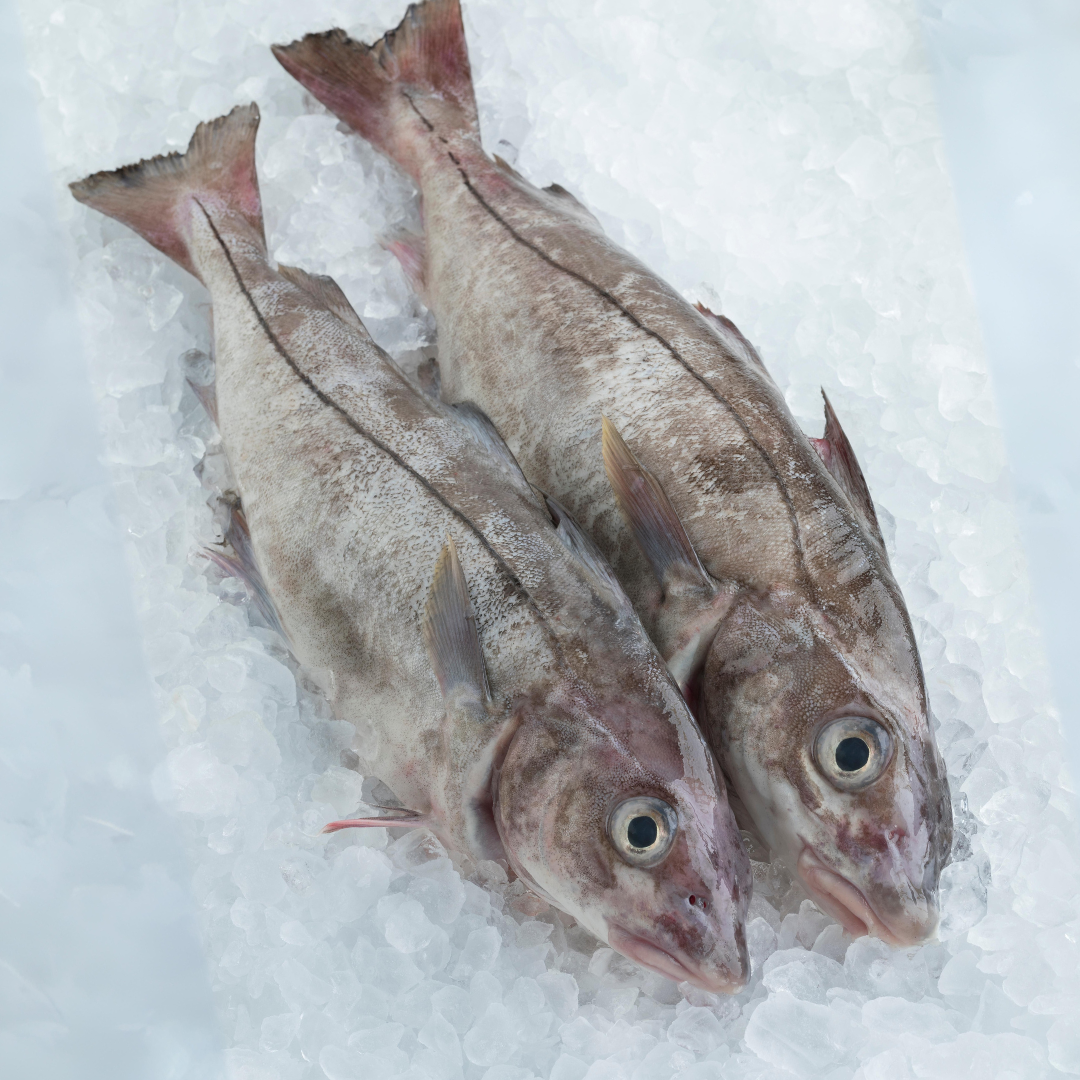 Fresh Haddock Fresh Whole Haddock | New England | Svenfish MA