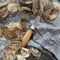 Oyster Knife
