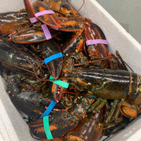Lobster - Live