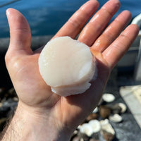 giant scallops delivery seafood