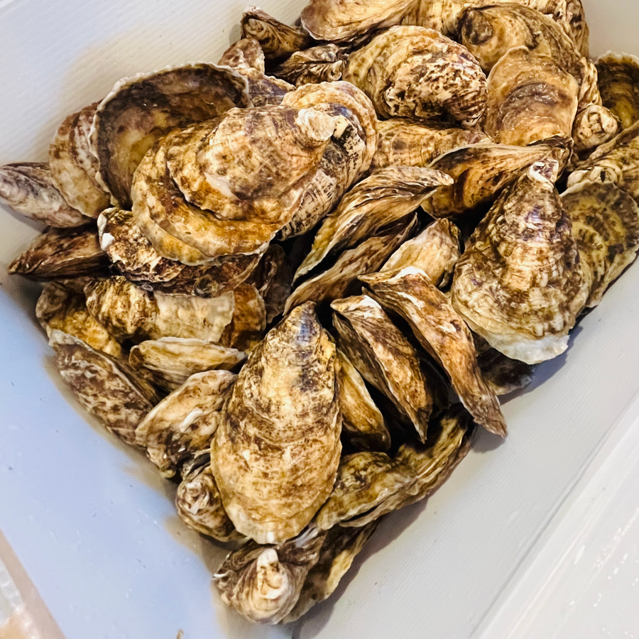 Oysters - Belle du Jour