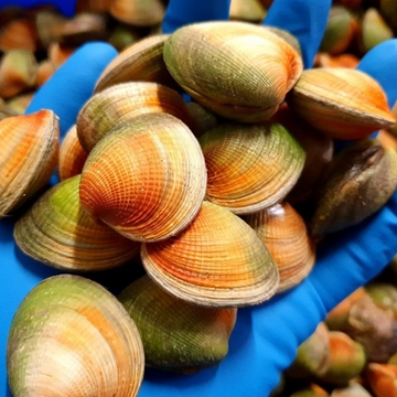 New Zealand Cockles