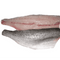 Speckled Trout