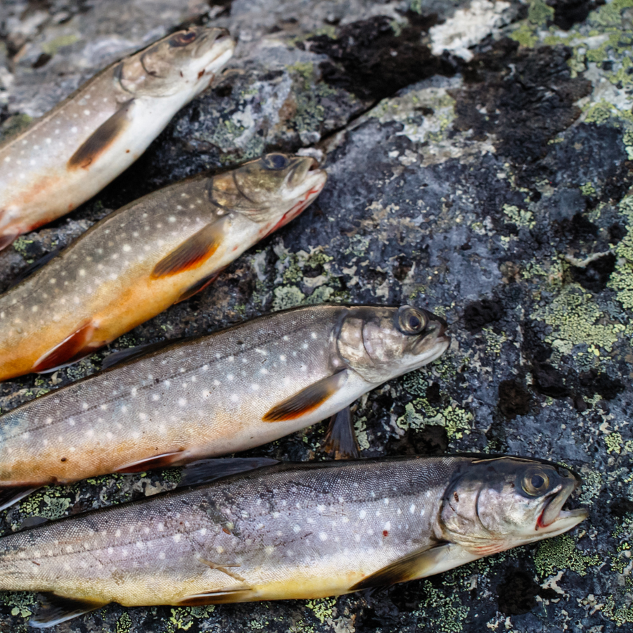Arctic Char - Whole Fish | Svenfish Arctic Char - Whole Fish
