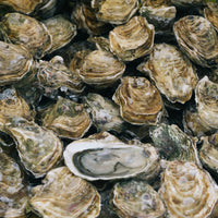 Oysters - Unshucked