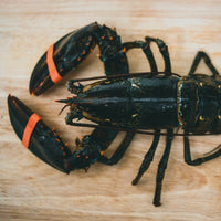 Lobster - Live
