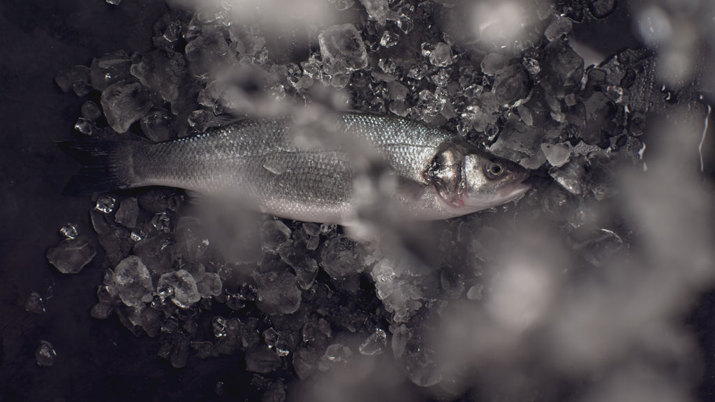 <a href="/free-video/slow-motion-overhead-flat-lay-ice-pieces-falling-onto-raw-salmon-fish-shot-with-high-speed-camera-420-fps_3386764#fromView=search&page=1&position=11&uuid=ac8eec9d-e9dc-43be-a1e0-3c29cee0b6cf">Image by Supamotion on Freepik</a>