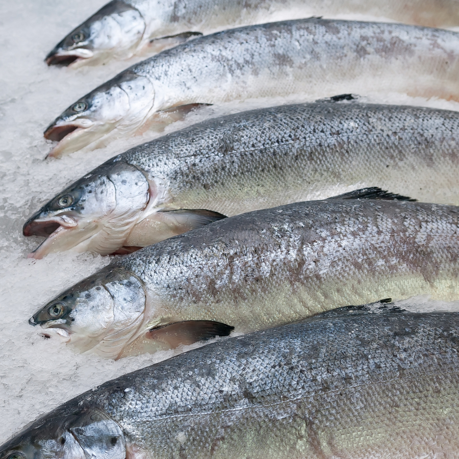 Salmon (Faroe Island) - Whole Fish