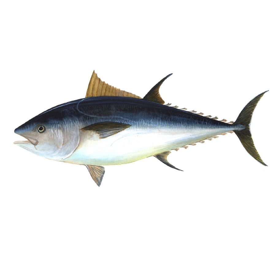 Tuna, Sushi-Grade