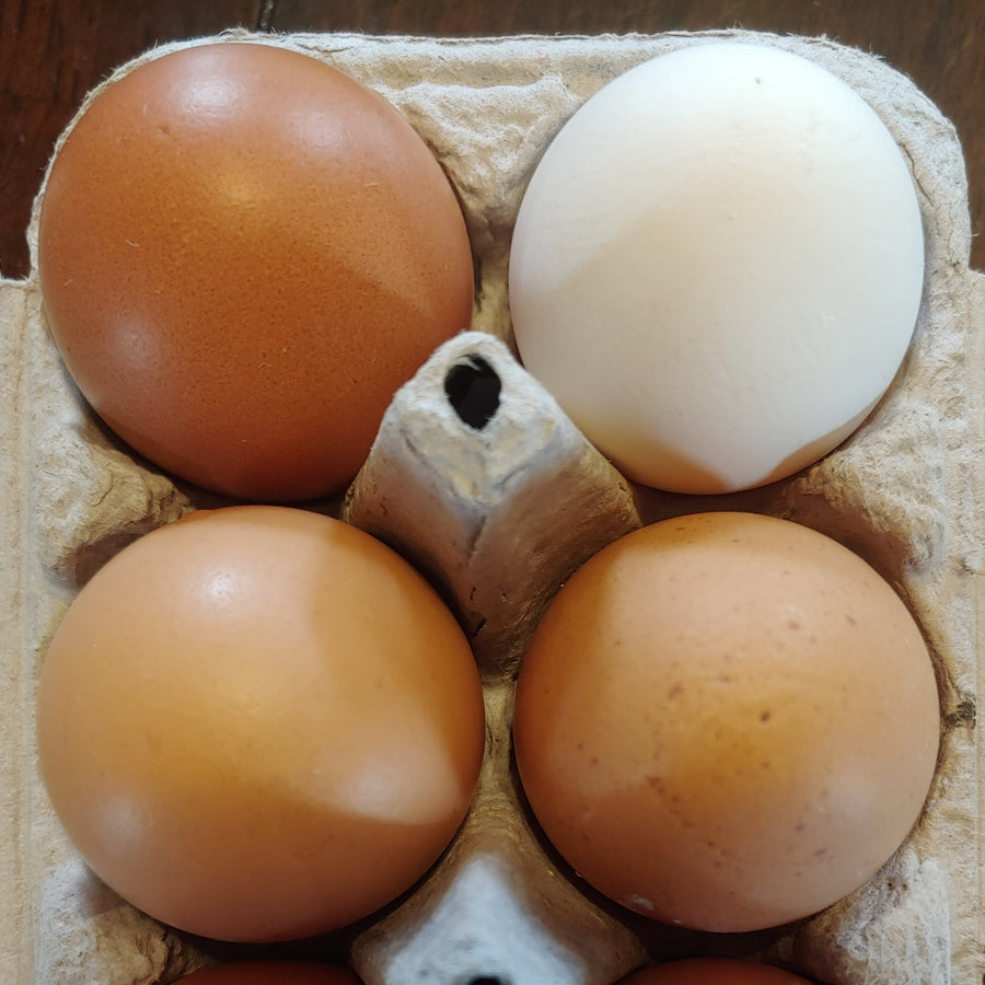 Eggs / Vermont Farm