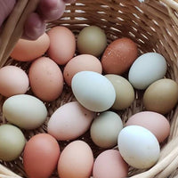 Eggs / Vermont Farm