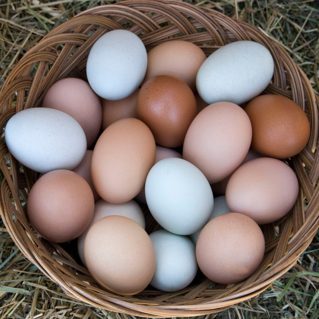 Eggs / Vermont Farm