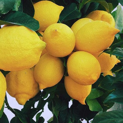Large Lemons (Two Lemons)