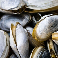 Clams - Steamers (2lbs)
